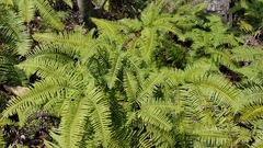 Selaginella doederleinii