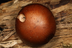 Cortinarius quercophilus