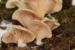 Crepidotus stipitatus