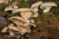 Crepidotus stipitatus