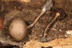 Cystoagaricus hirtosquamulosus