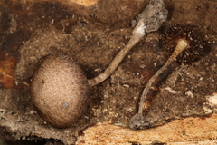 Cystoagaricus hirtosquamulosus