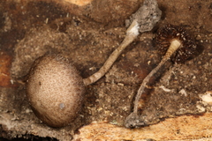 Cystoagaricus hirtosquamulosus