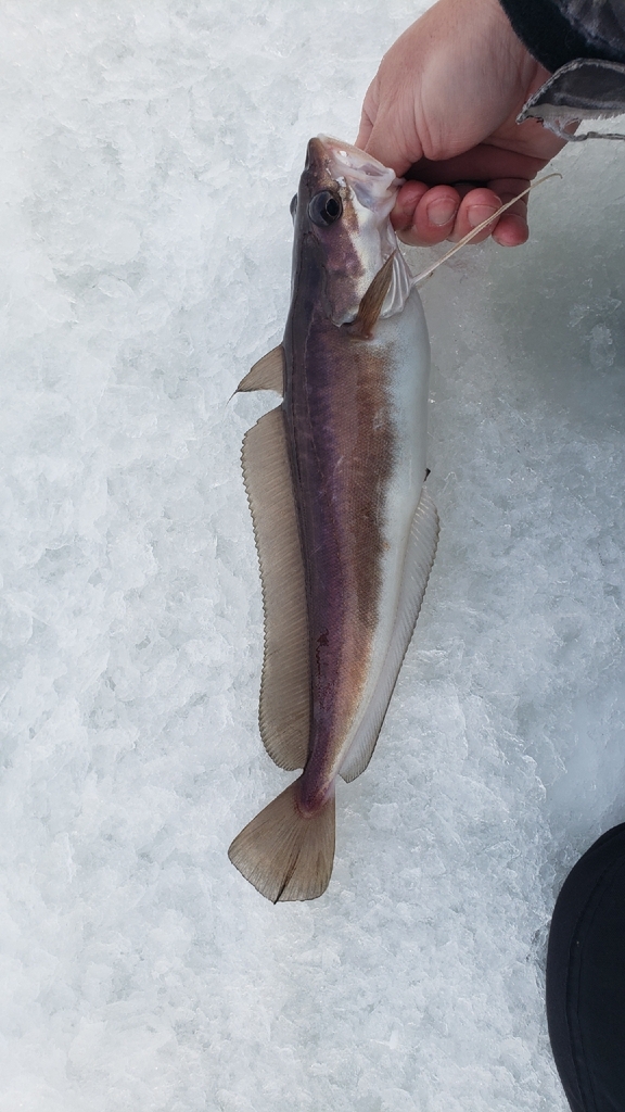 White hake (Urophycis tenuis) — Phycidae