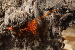 Quaternaria quaternata