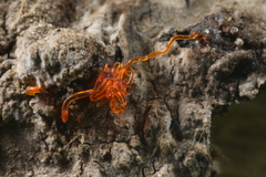 Quaternaria quaternata