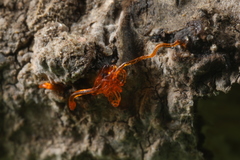 Quaternaria quaternata