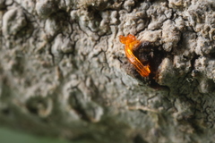 Quaternaria quaternata