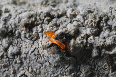 Quaternaria quaternata