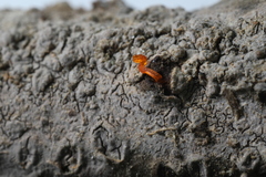 Quaternaria quaternata