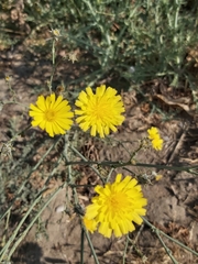 Launaea mucronata