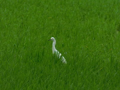 Egretta thula