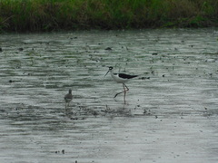 Himantopus mexicanus