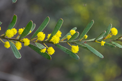 Acacia triquetra