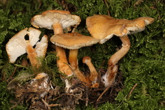 Cystodermella adnatifolia