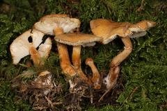 Cystodermella adnatifolia