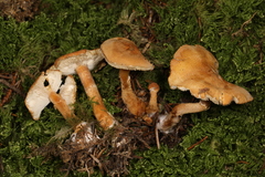 Cystodermella adnatifolia