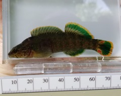 Smallscale Darter photo 2