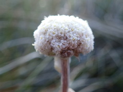 Craspedia lanata elongata