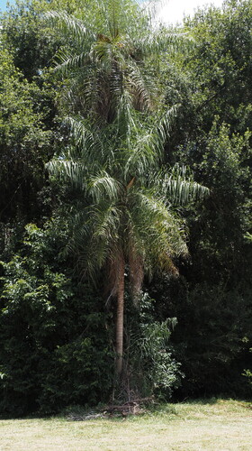 totai palm (Acrocomia totai)