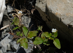 Epilobium pubens