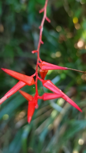 erizo (Pitcairnia angustifolia)