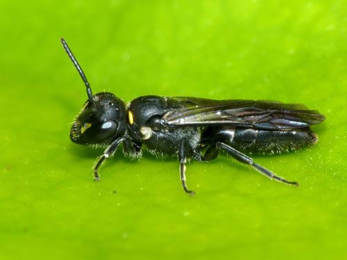 Māori Masked Bee photo 3