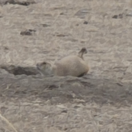 Black-tailed Prairie Dog observed by carterstrope
