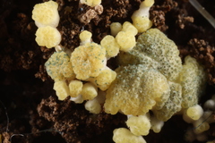 Trichoderma deliquescens