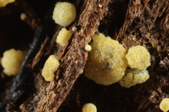 Trichoderma deliquescens
