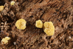 Trichoderma deliquescens