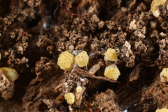 Trichoderma deliquescens