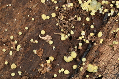 Trichoderma deliquescens