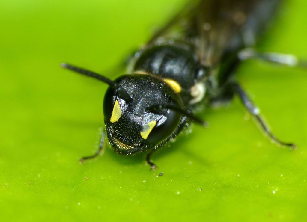 Māori Masked Bee