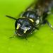Hylaeus relegatus - Photo (c) Steve Kerr, some rights reserved (CC BY), uploaded by Steve Kerr