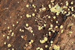 Trichoderma deliquescens