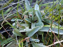 Craspedia lanata elongata