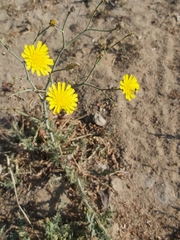 Launaea mucronata