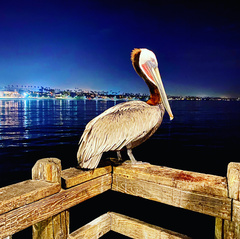 Pelecanus occidentalis