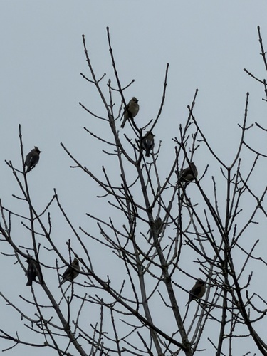 Cedar Waxwing