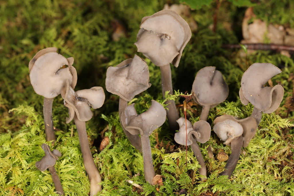 Helvella atra