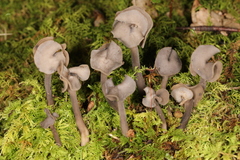 Helvella atra