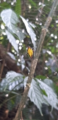 Gasteracantha sauteri