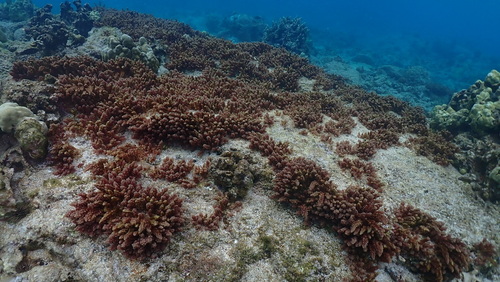 Asparagopsis taxiformis observed 2026-02-15