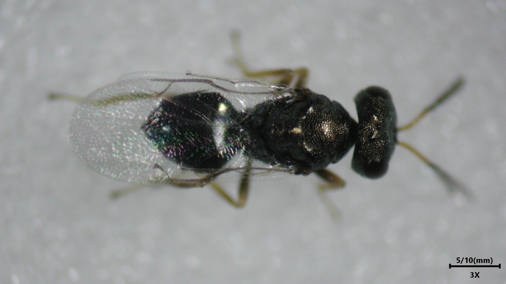 Schizonotus sieboldi