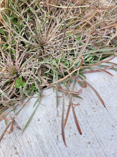Mediterranean Serpent-root (Scorzonera laciniata)