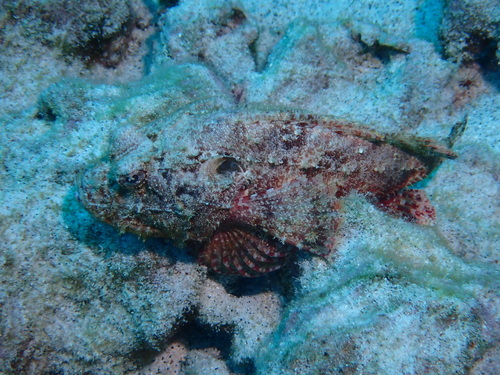 Scorpaenopsis brevifrons, 2026-02-15