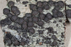 Jackrogersella cohaerens