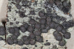 Jackrogersella cohaerens