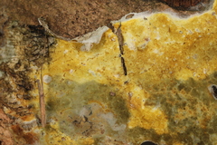 Penttilamyces